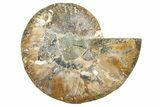 Cut & Polished Ammonite Fossil (Half) - Madagascar #345630-1